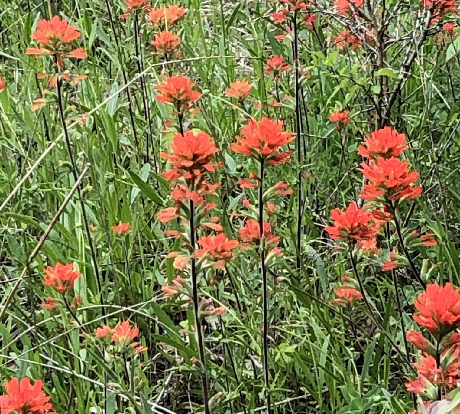 Wild flowers at Hidden Timber Farm horse pasture boarding